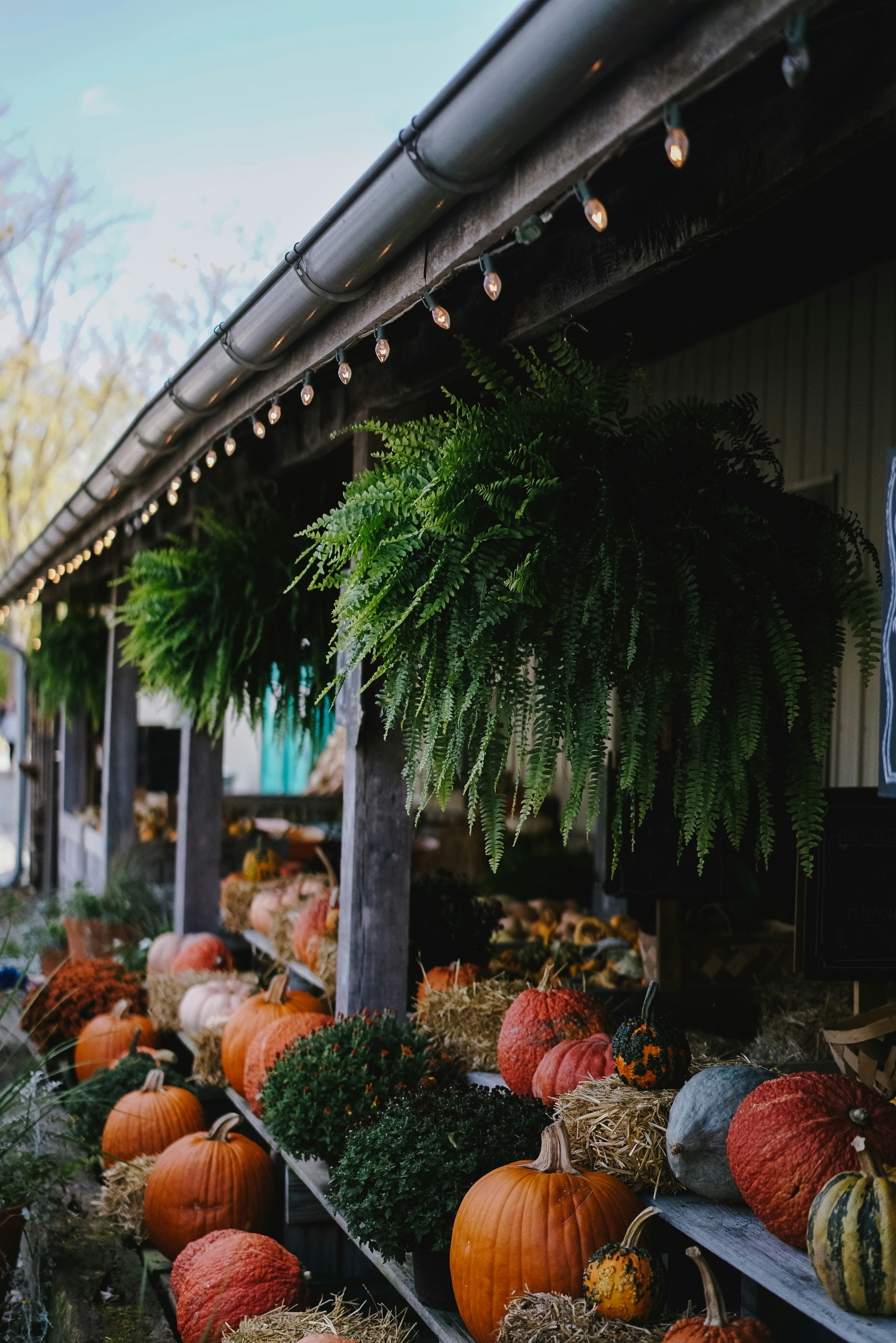 Bags of mulch and various plants at a landscaping supply store