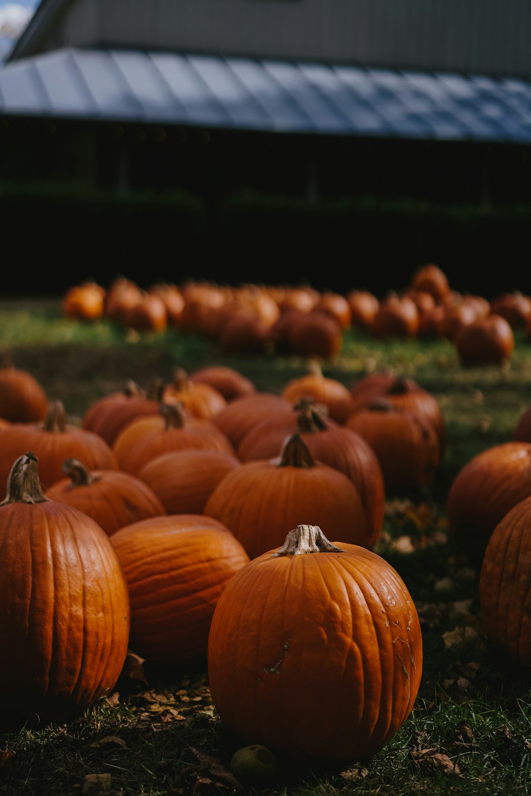 orange pumpkins