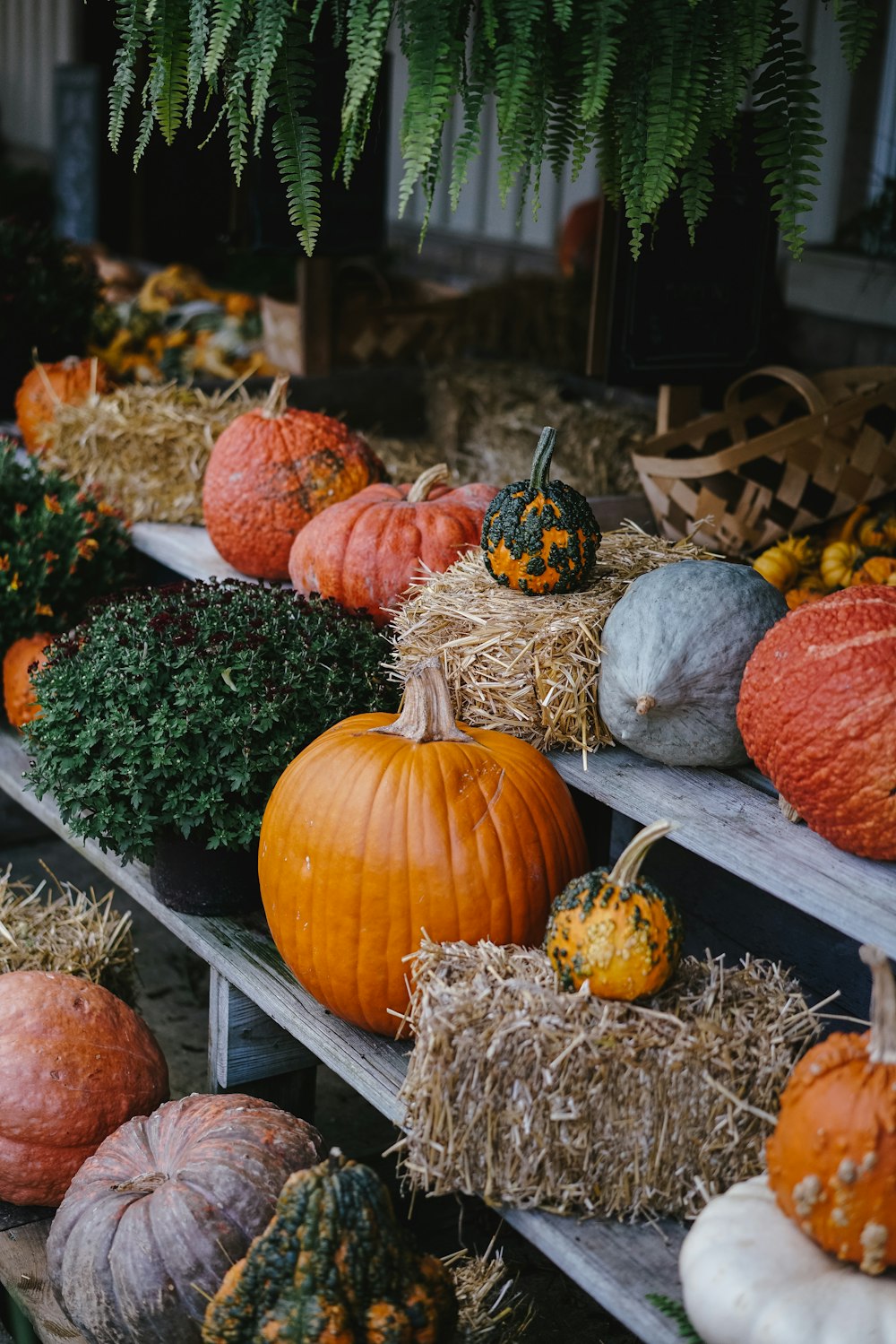 assorted pumpkins display