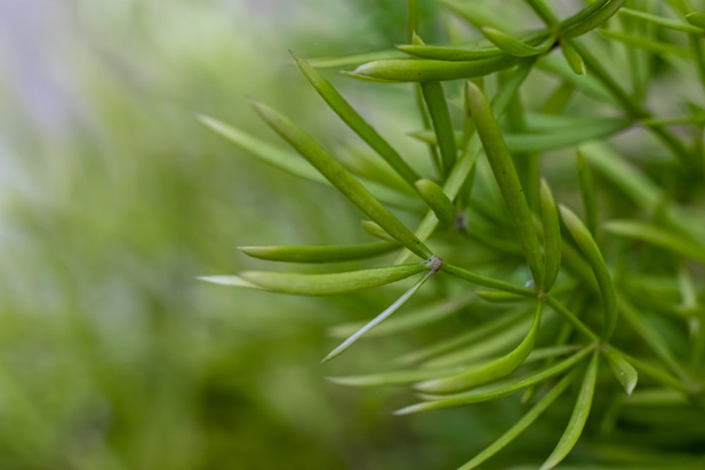 green leaves