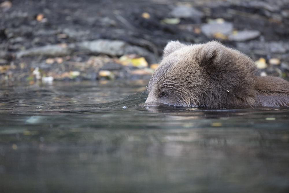 brown bear on water