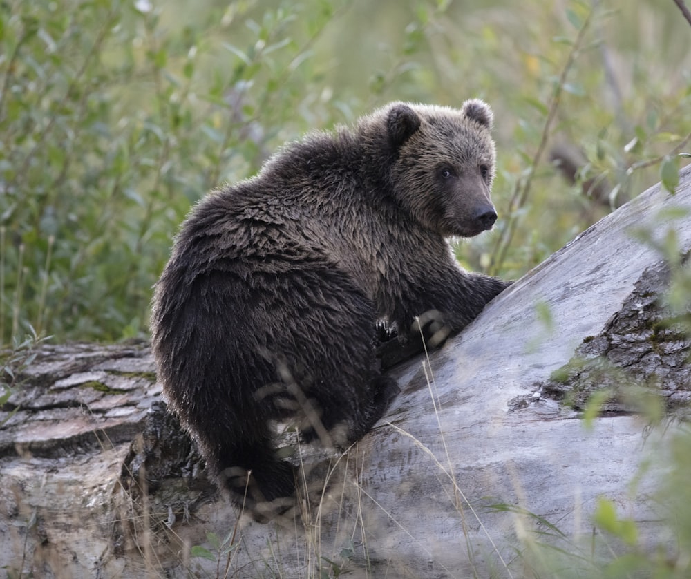 foto de foco raso do urso preto