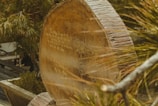 A large, circular wooden structure with engraved text is surrounded by green foliage. The surface of the wood is textured and displays rings indicative of tree age. Leaves partially obscure the view, adding a natural and rustic feel.