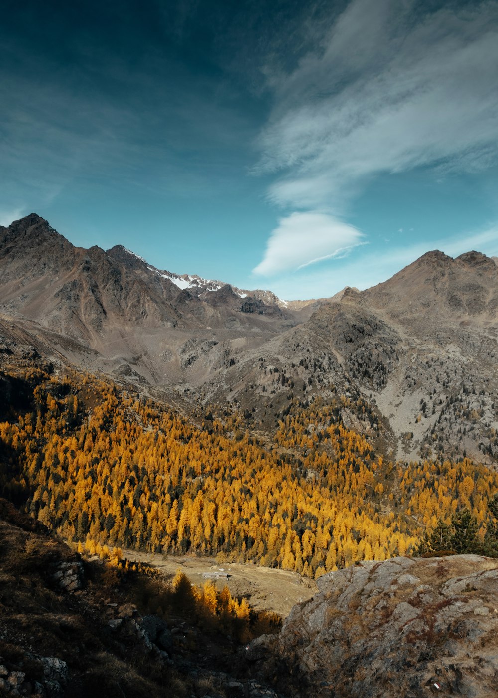 Des arbres entourés de montagnes