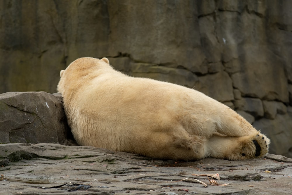 polar bear on rock