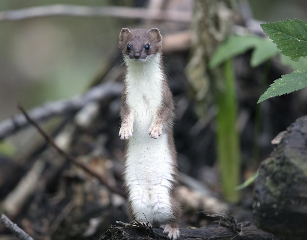 rodent stands near plant