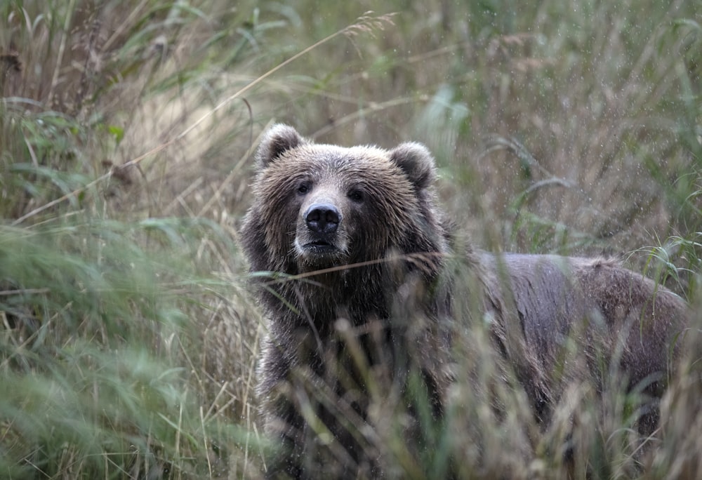 brown bear