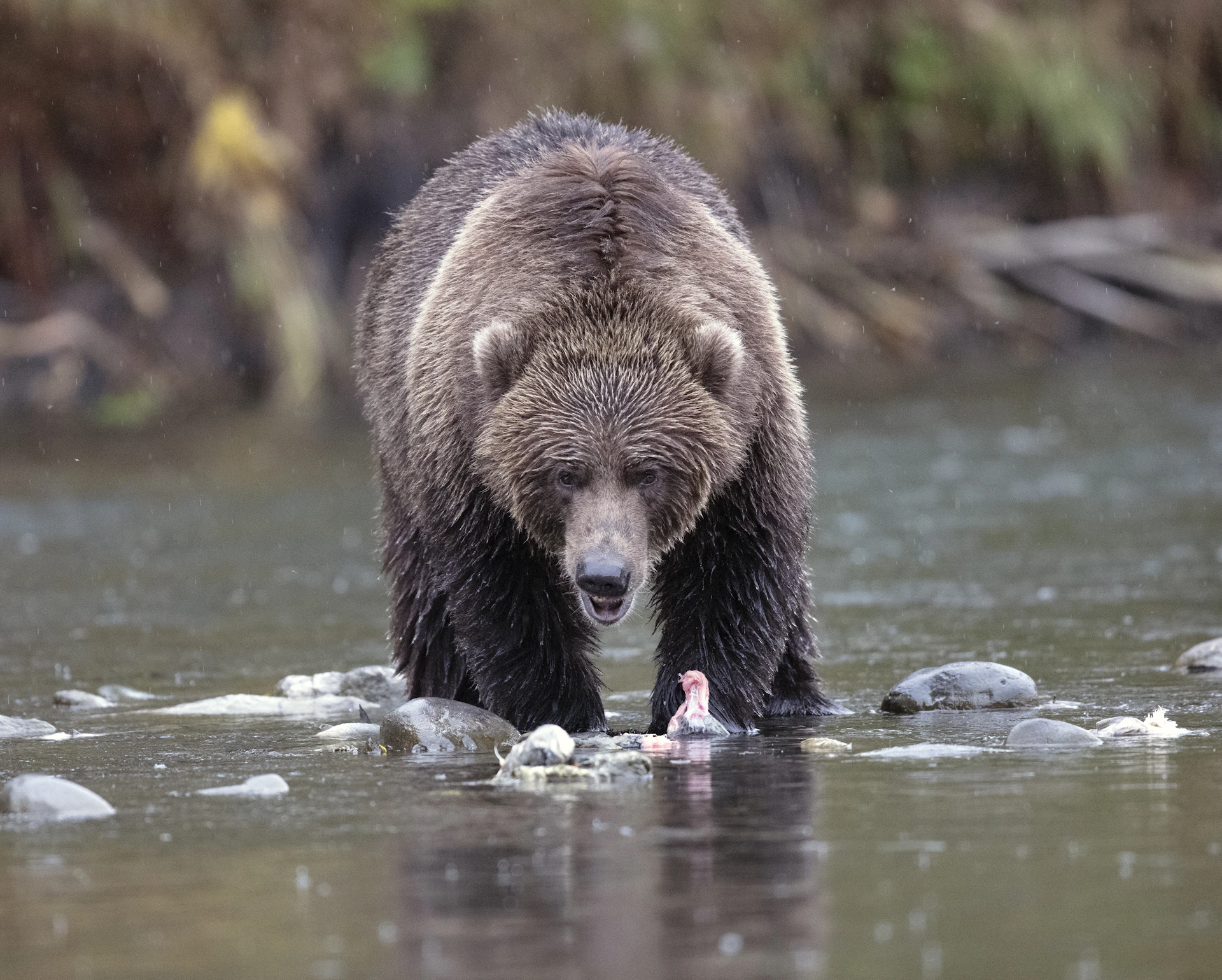 A wide-angle view of a bear fishing in a clear mountain stream, water splashing around its paws.