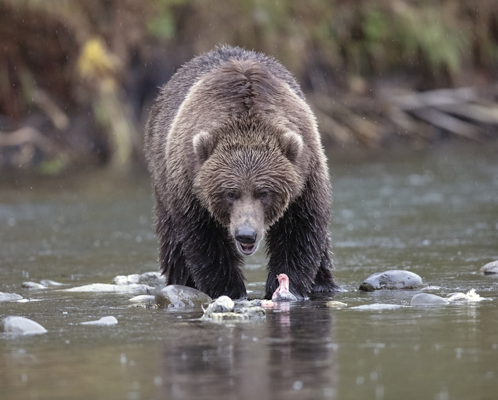 grizzly bear on creek