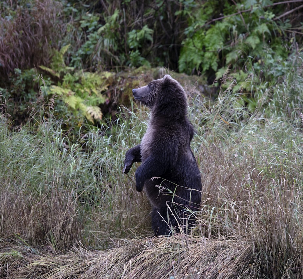 grizzly bear near plants