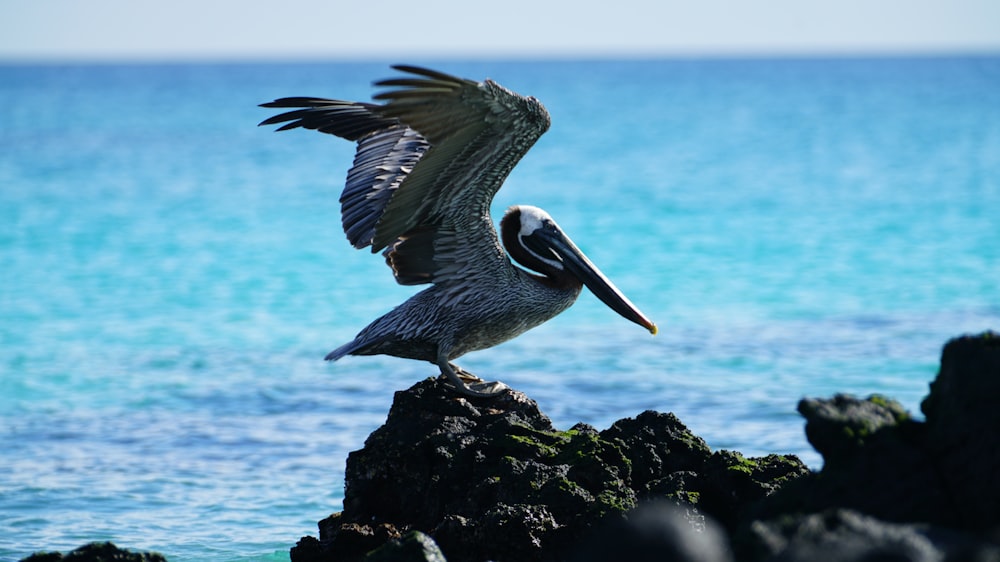 grey bird on grey rock during daytime