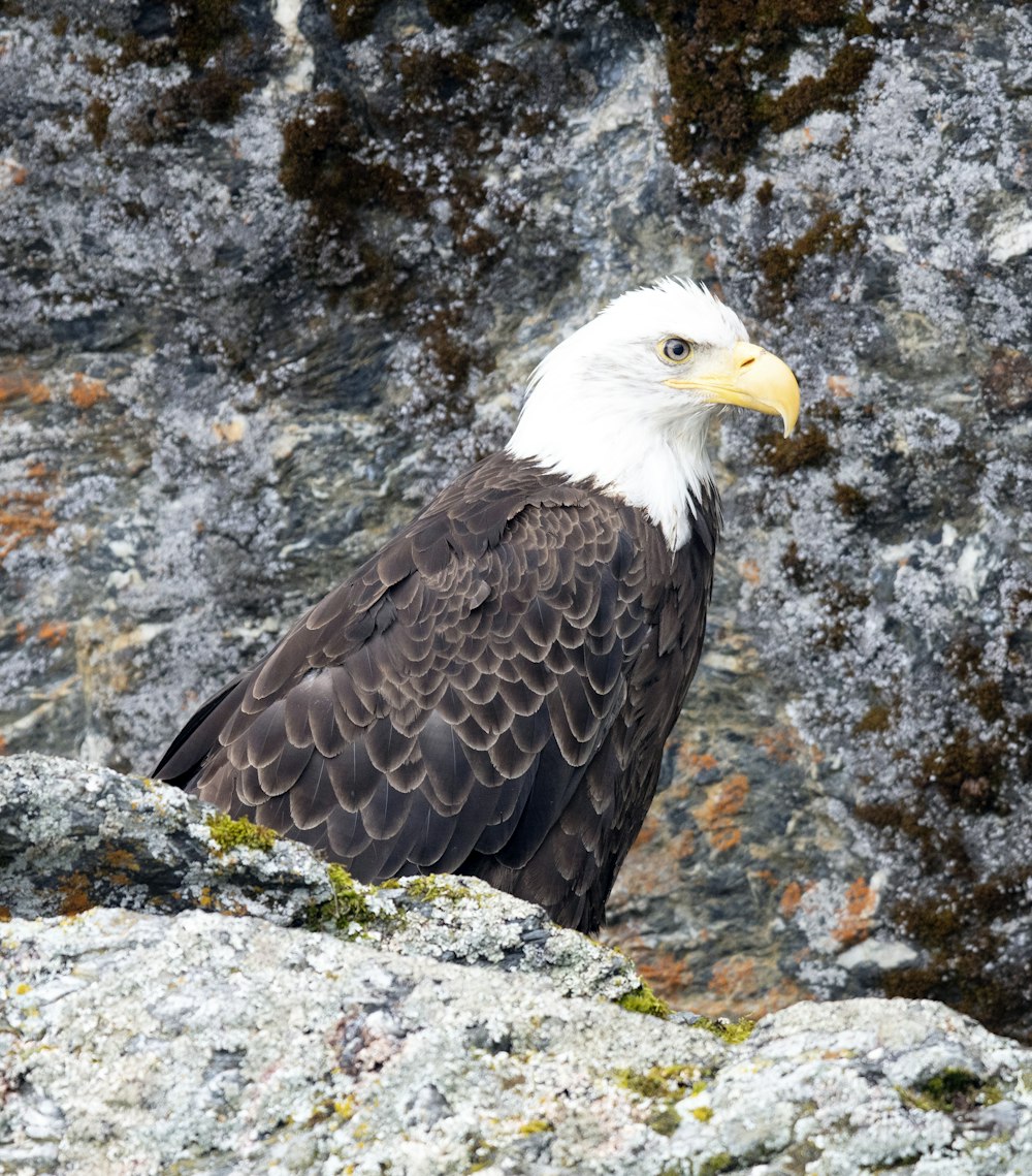 Águila blanca y negra durante el día