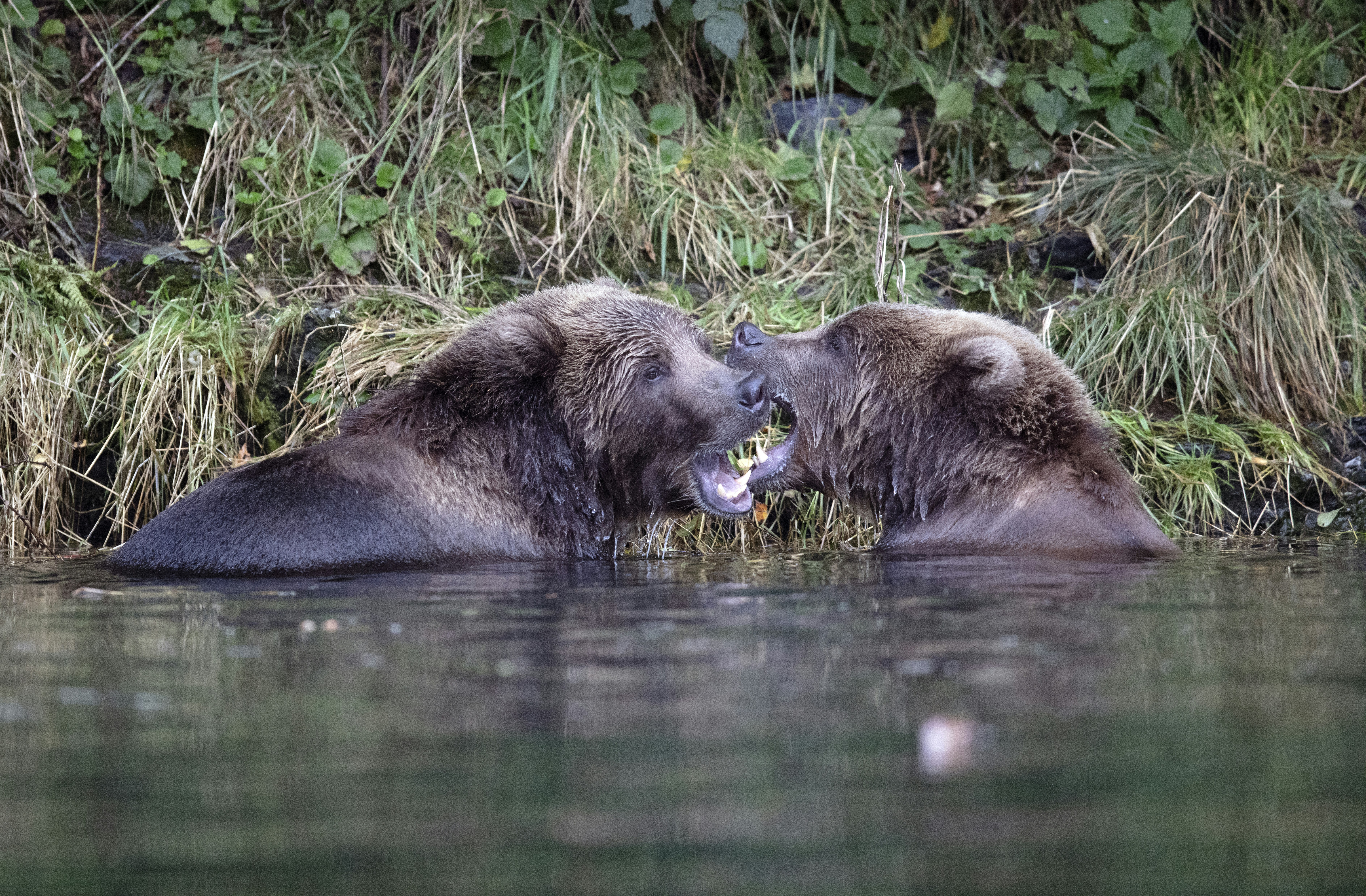 two animals biting each other in water
