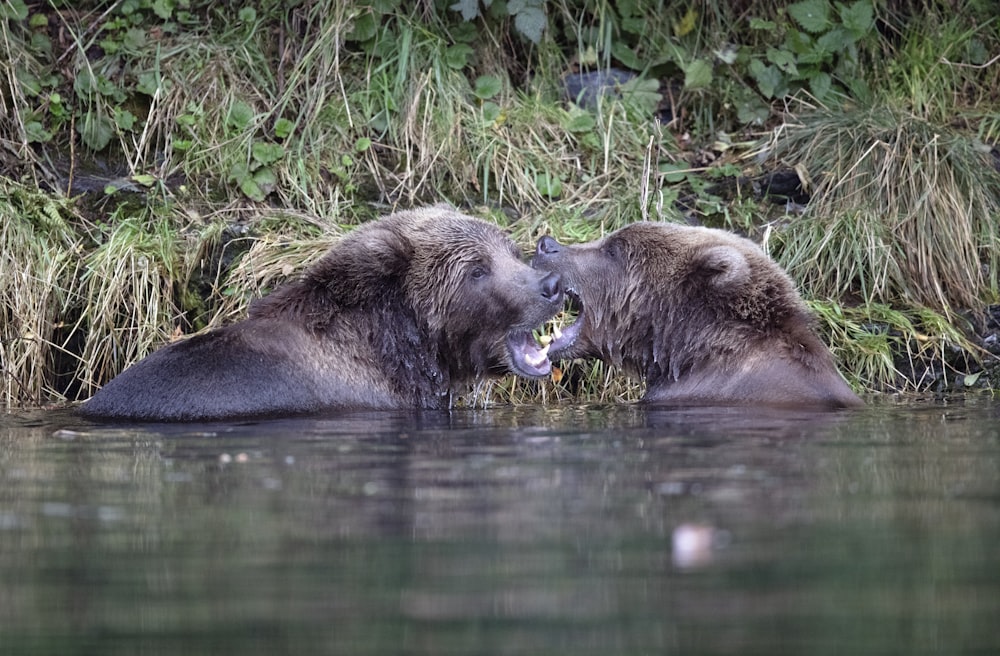 two animals biting each other in water