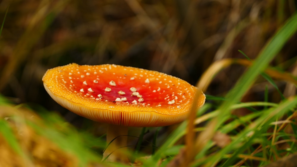 red mushroom