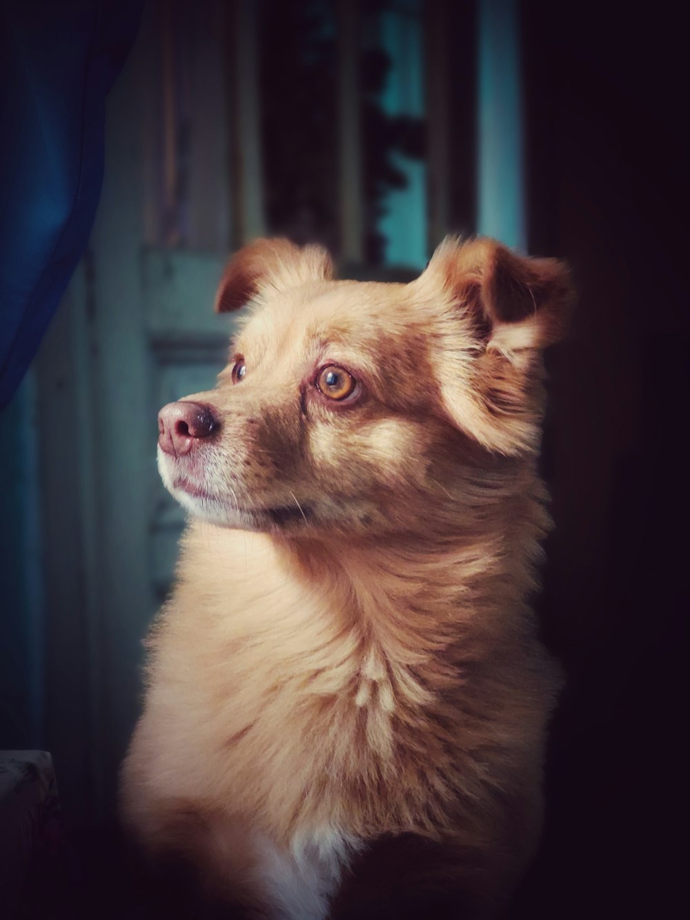 short-coated fawn dog