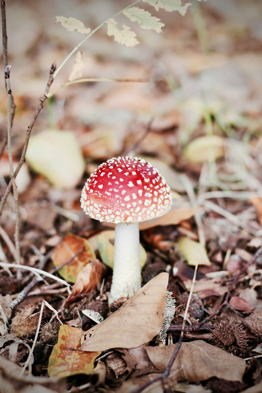 Champiñón rojo y blanco