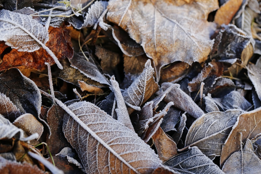 foglie marroni durante il giorno