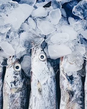 grey fish with ice