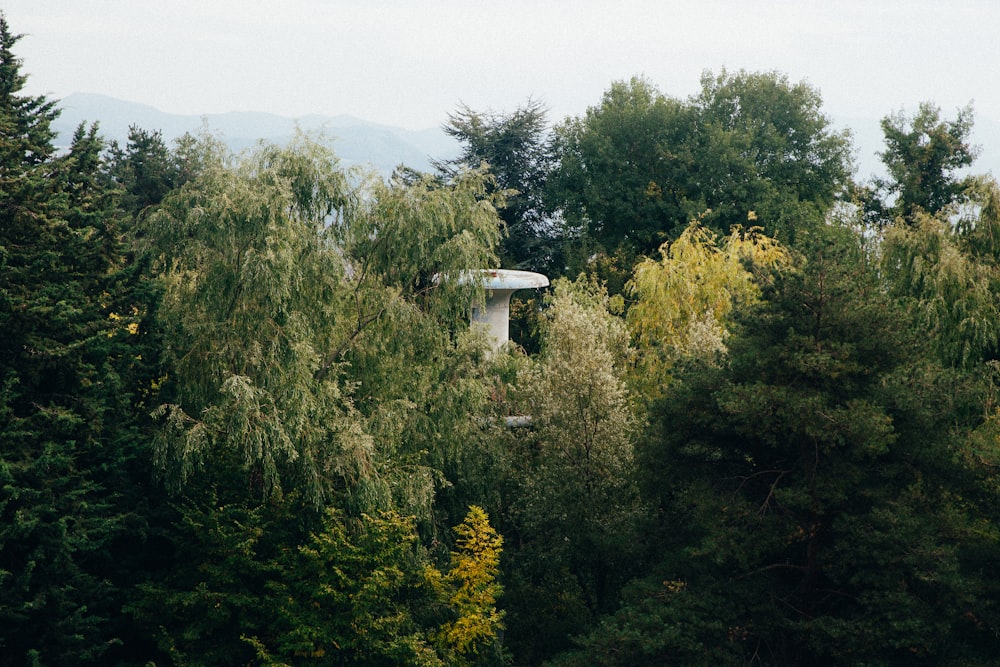 maison près des arbres