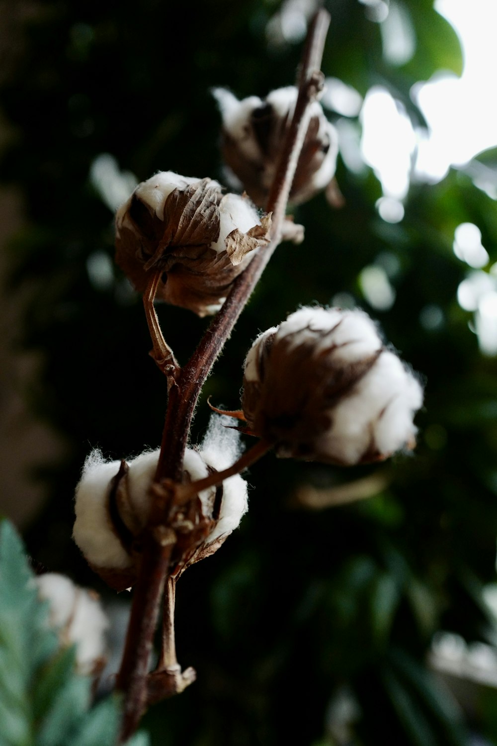 selective focus photography of white cotton plant