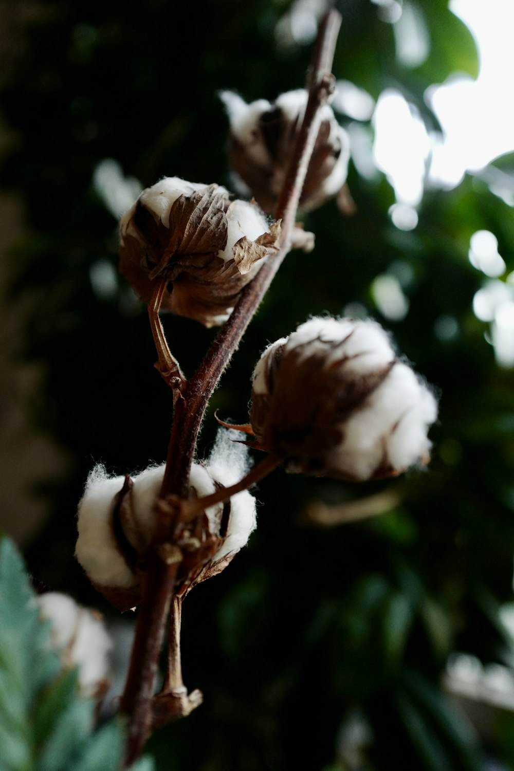 Fotografía de enfoque selectivo de planta de algodón blanco