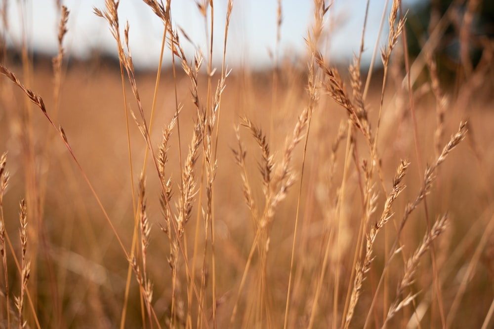 brown grass field