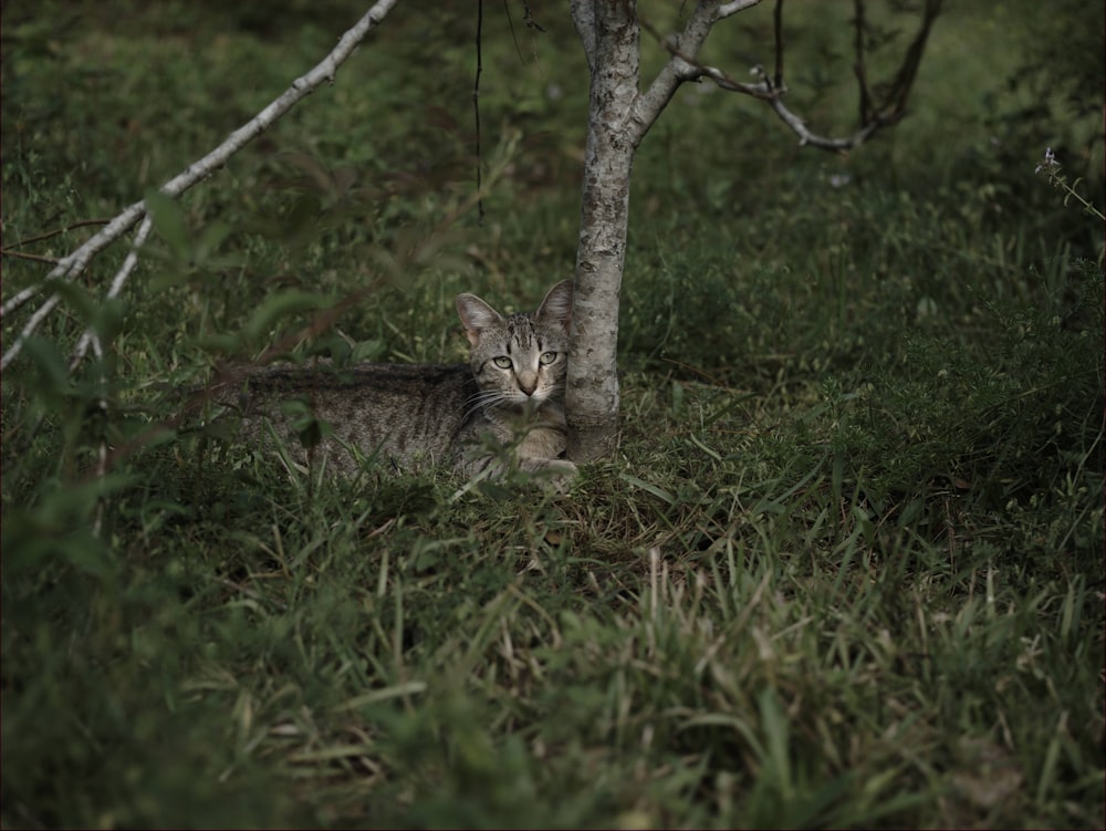 brown tabby cat