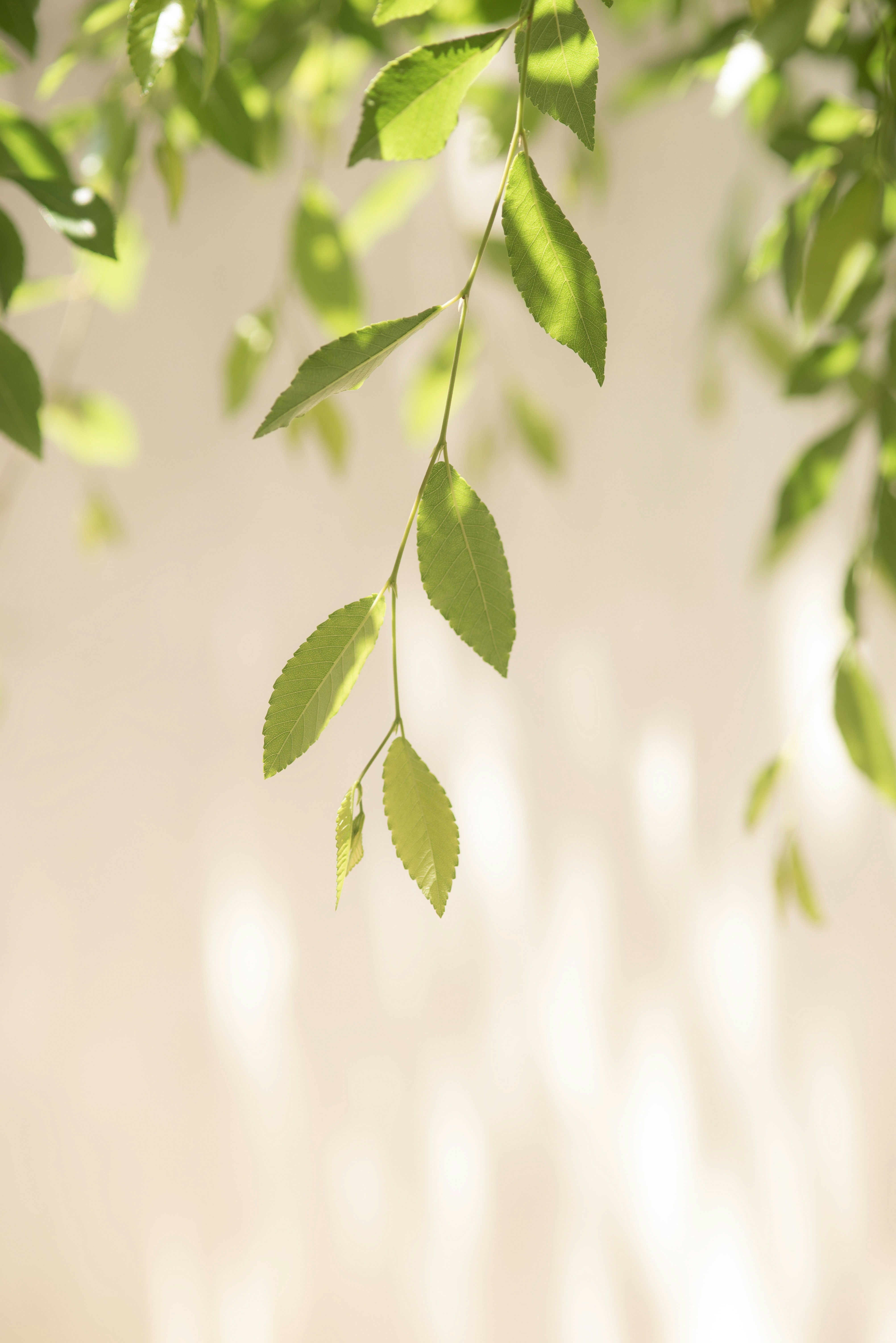 Photo by hellorevival