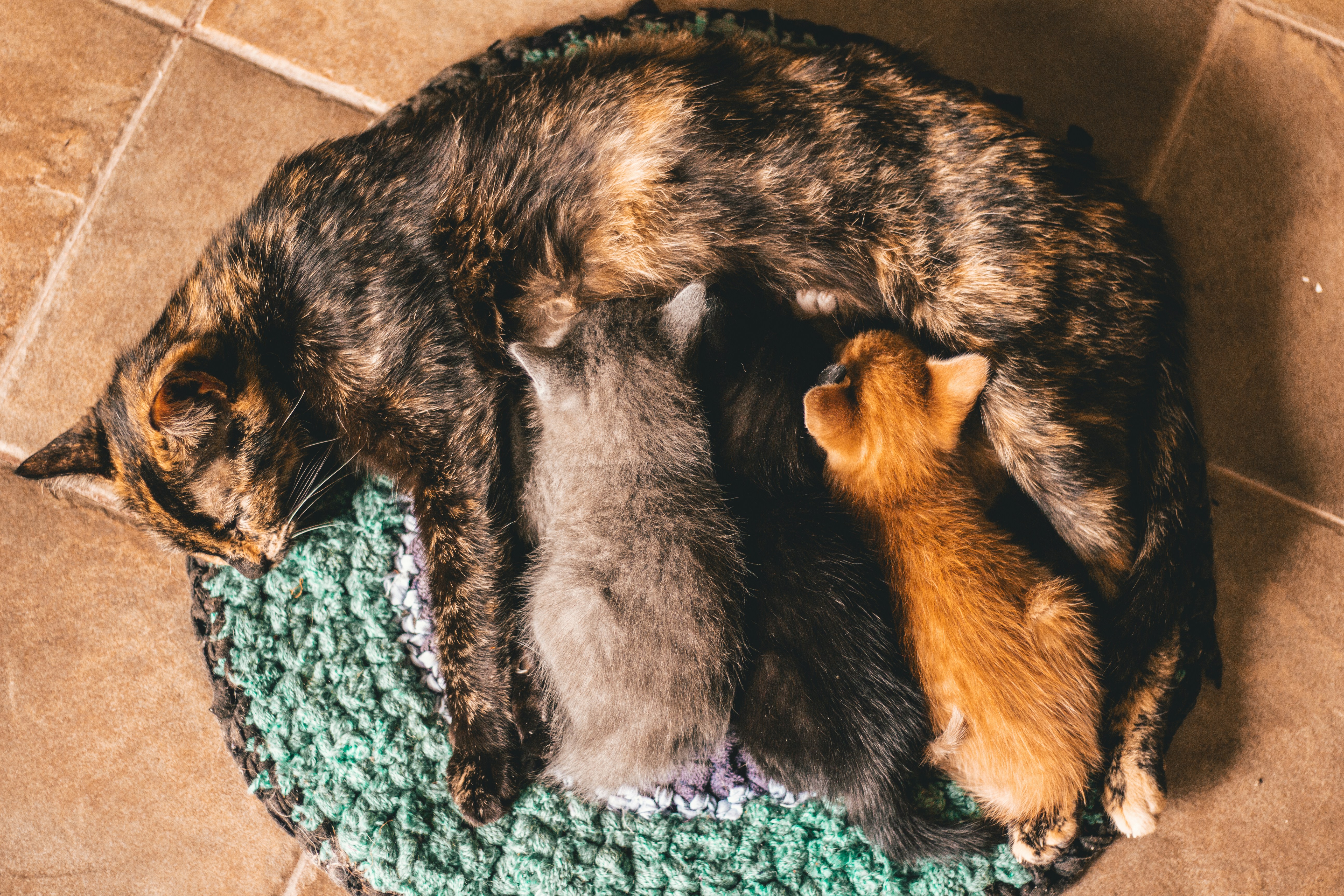 kittens lying beside gray cat