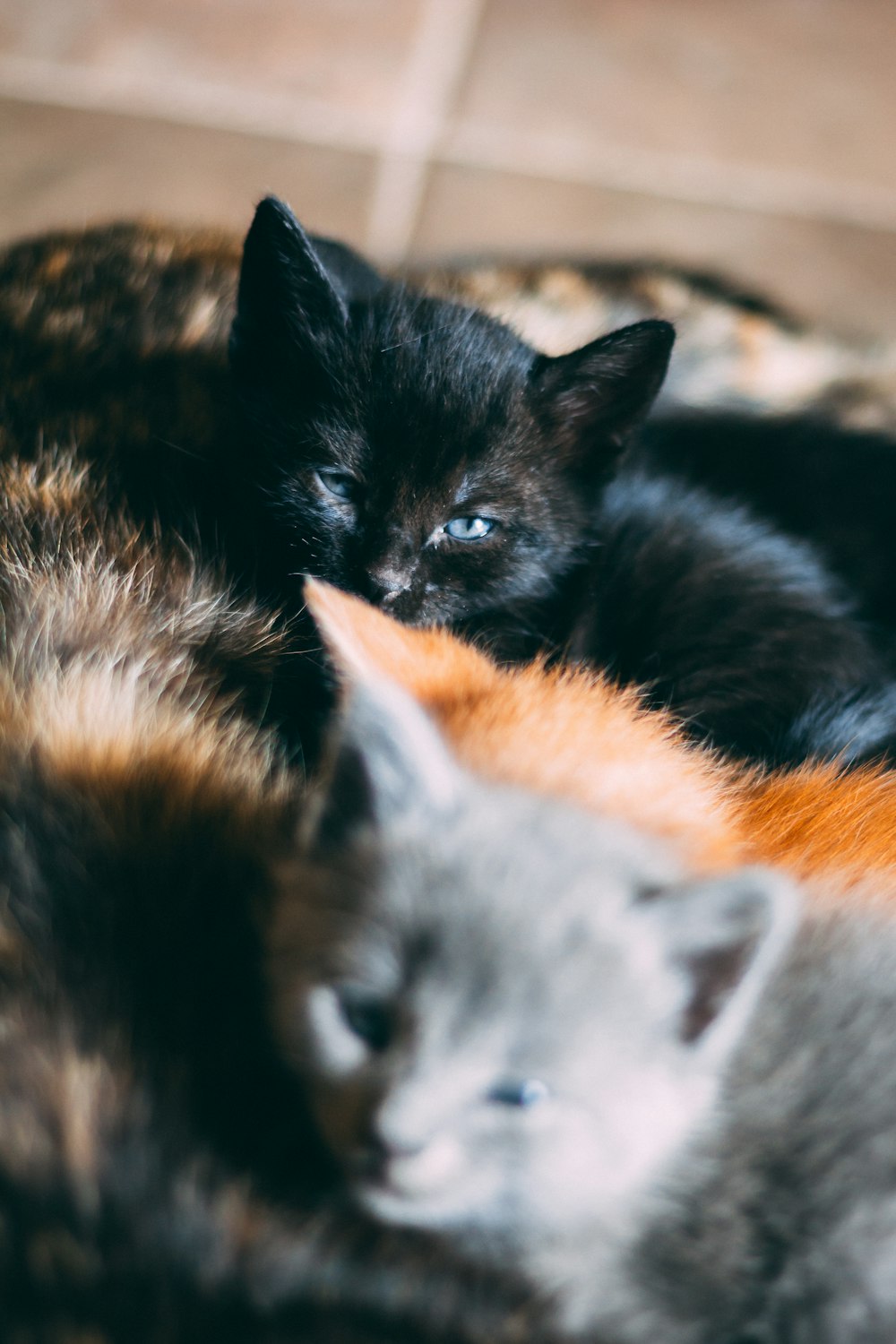 black, orange, and gray kittens