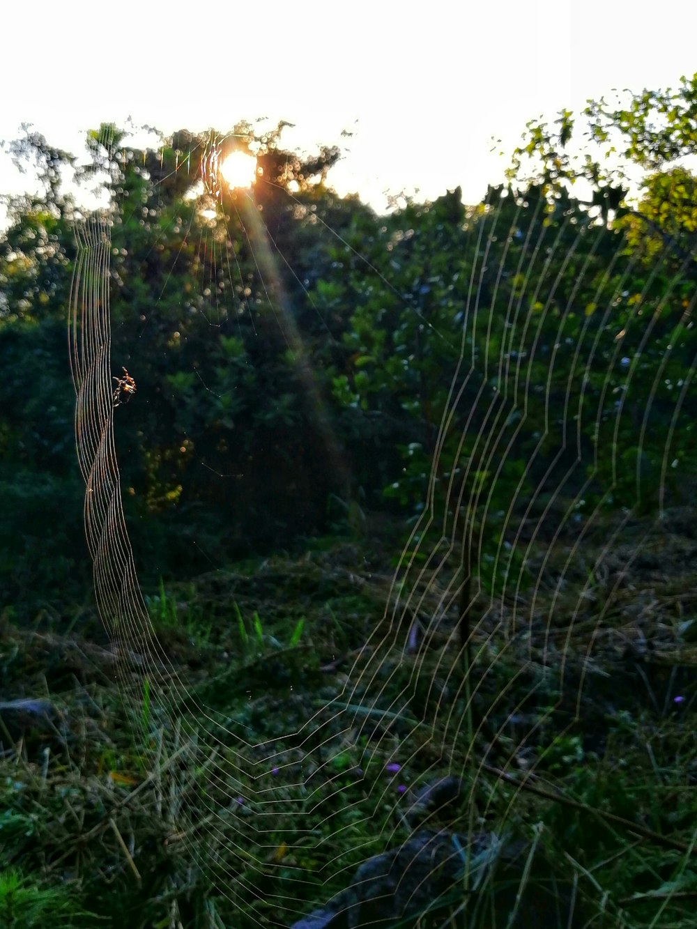 spider web