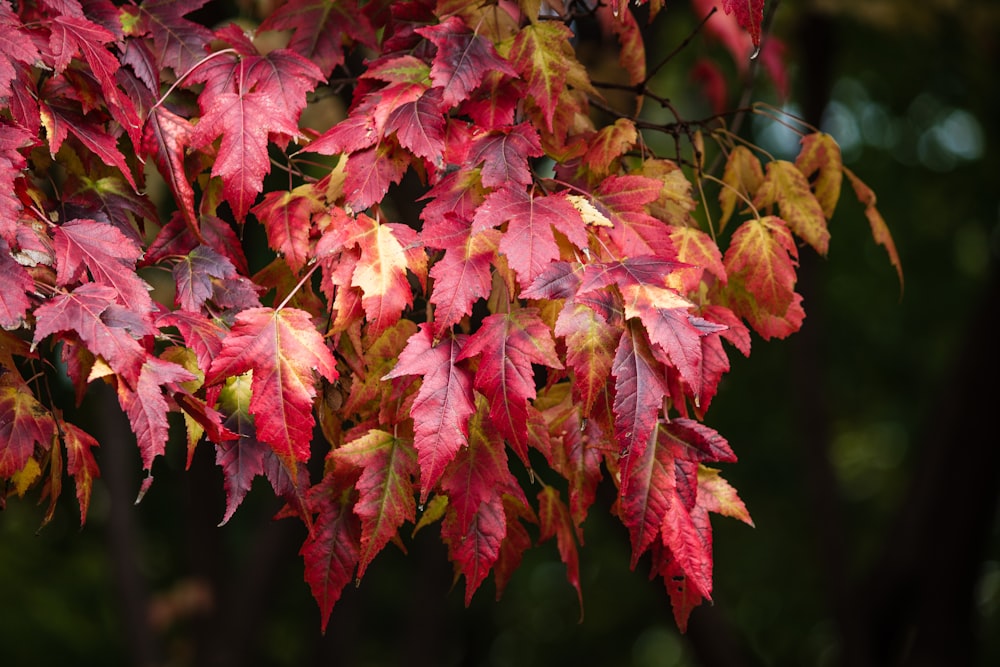 red and yellow leaves