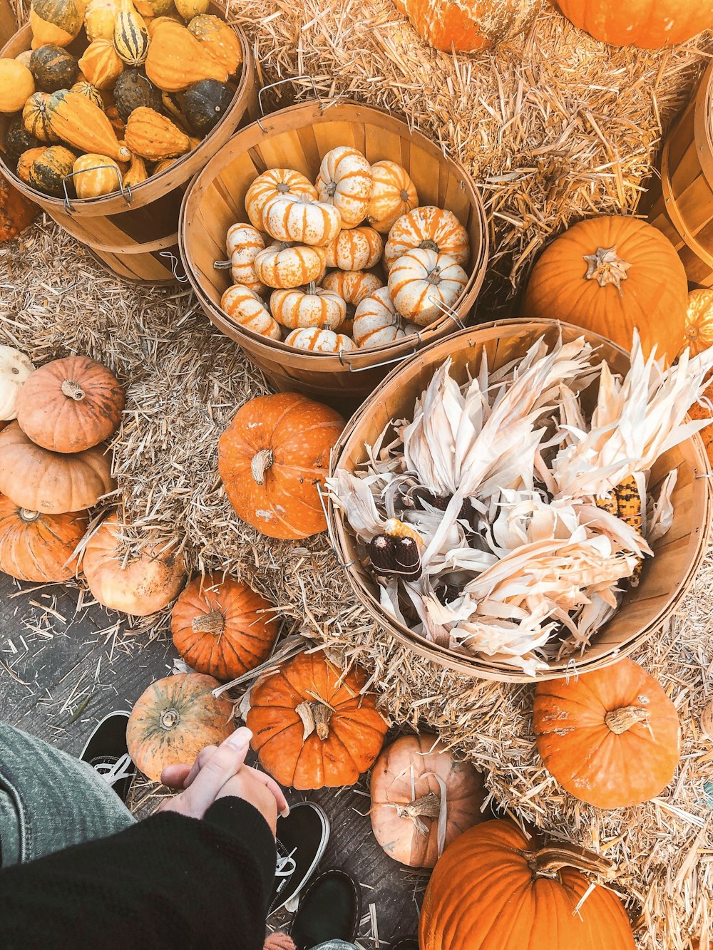 pile of orange pumpkins