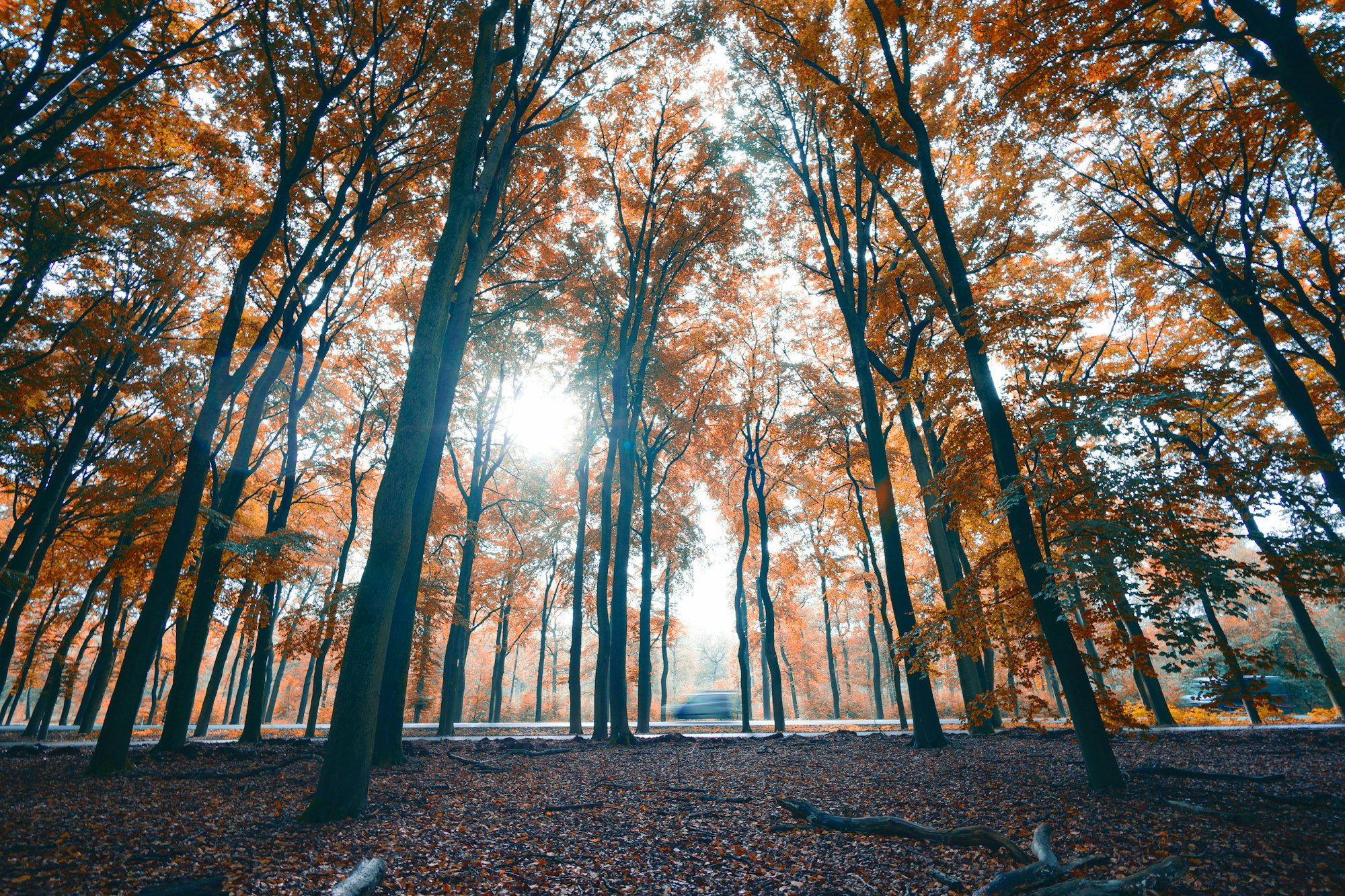 road in forest moving cars, red leafs