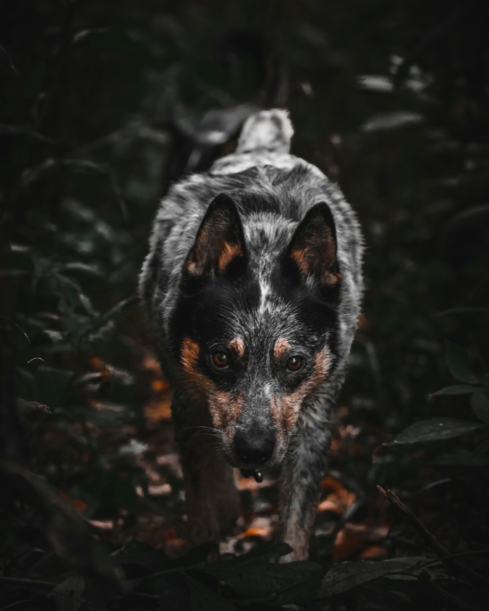 brown and black dog surrounded by leaves