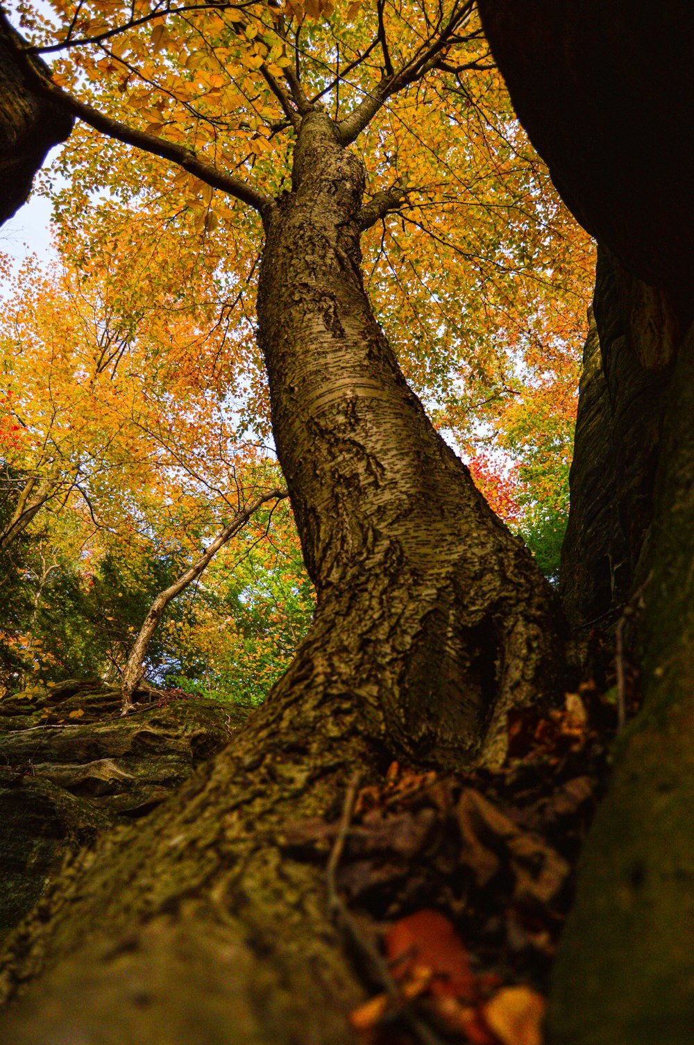 low angle photo of tree