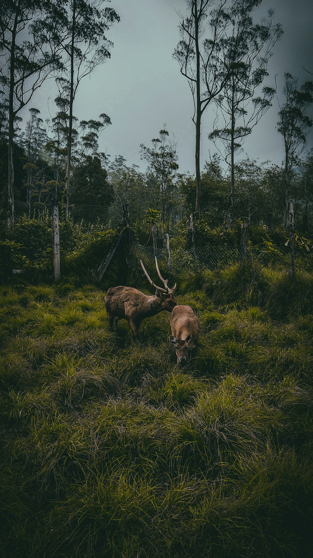 two brown deer grazing