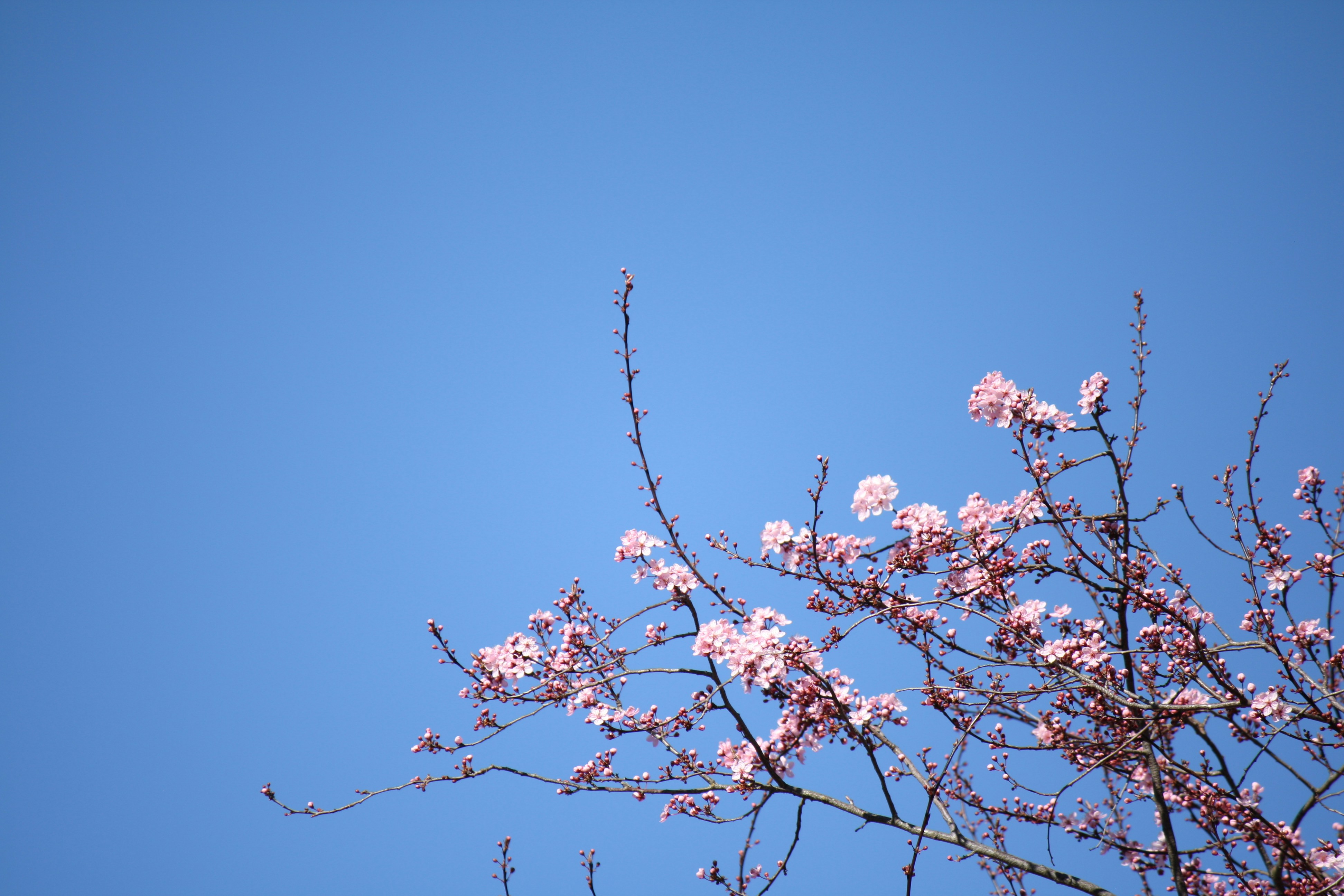 white flowering tree
