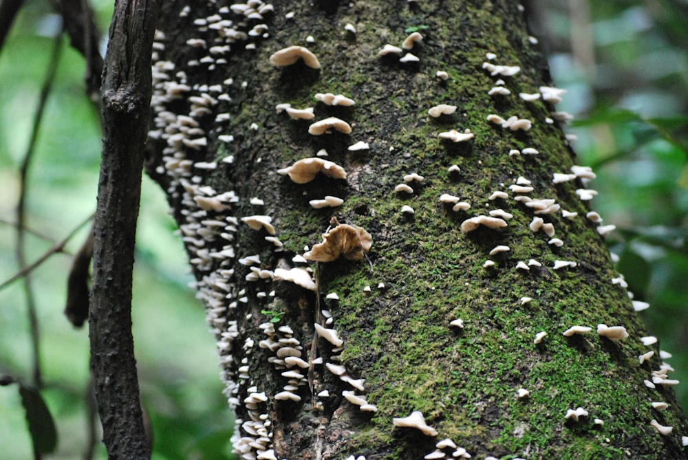 Pilze, die auf der Rinde eines Baumes wachsen