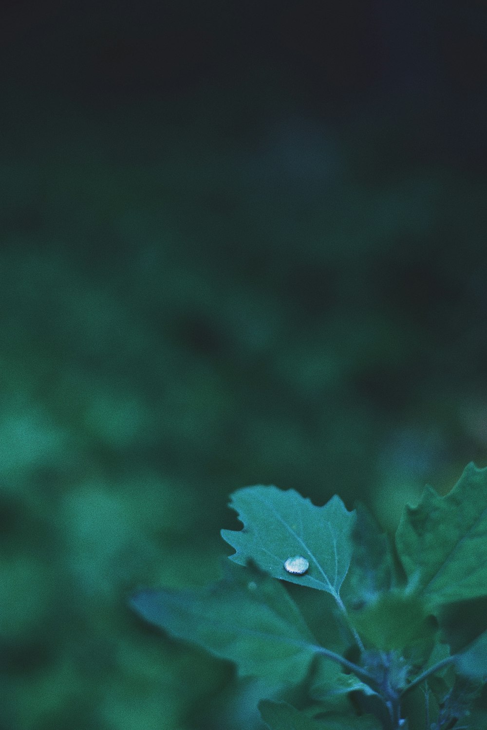 water dew on green leaves