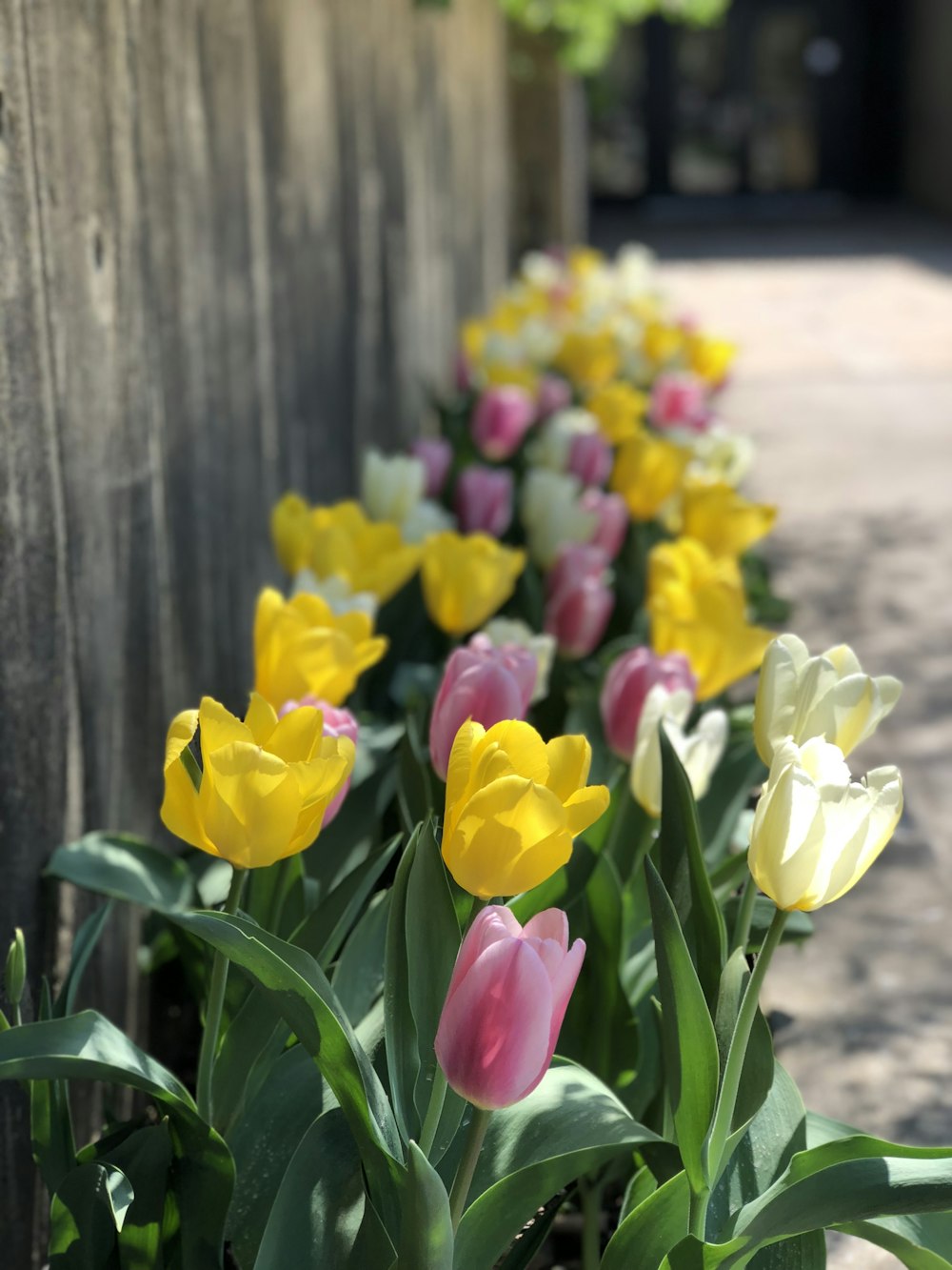 pink and yellow tulips