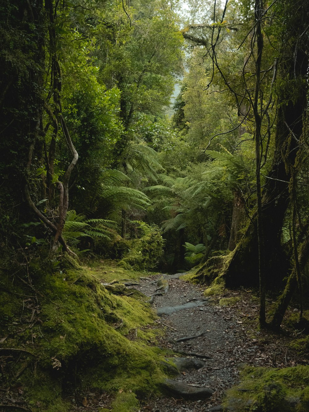 forest during daytime