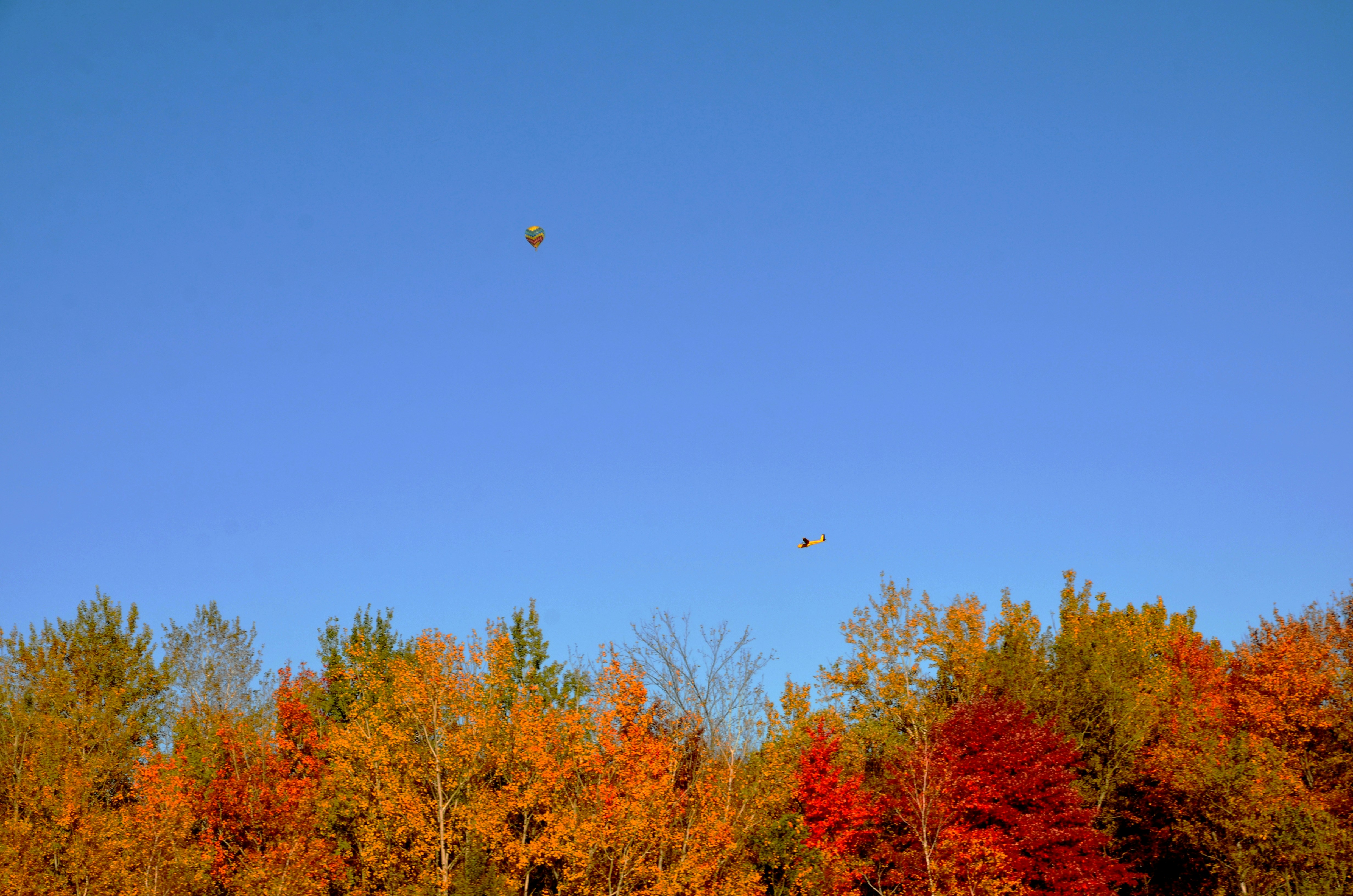 blue skies under red-leafed trees