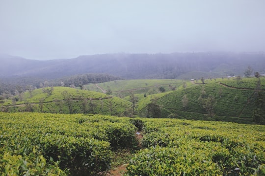green field in Nuwara Eliya Sri Lanka