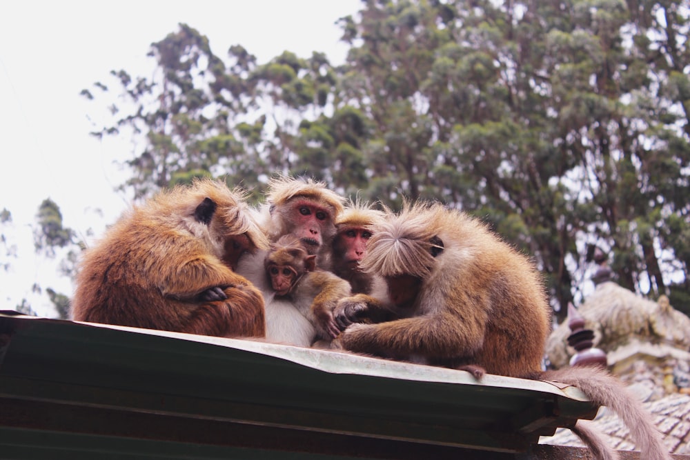 group of monkeys on the roof