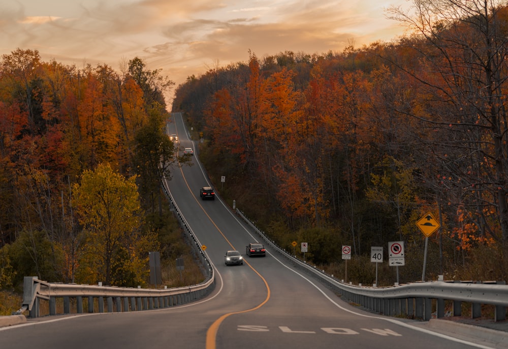 vehicles passing by a road between trees