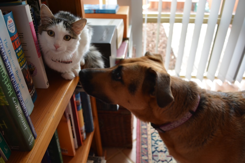 tan dog near cat on bookshelf