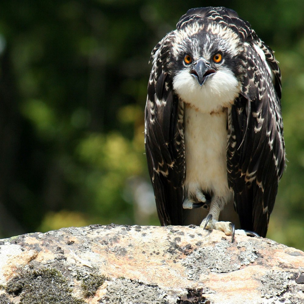 black and white bird on rock