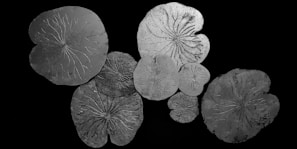 Seven circular, textured patterns resembling lily pads or fossilized leaves are spread out against a solid black background. The designs feature intricate vein-like structures and vary in size.